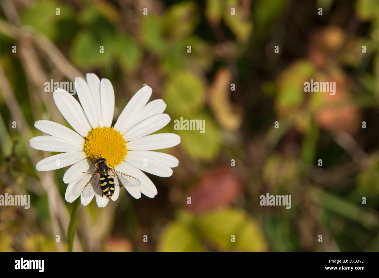 Hoverfly su un grande fiore a margherita nel sole del tardo pomeriggio in Cumbria, Inghilterra Foto Stock