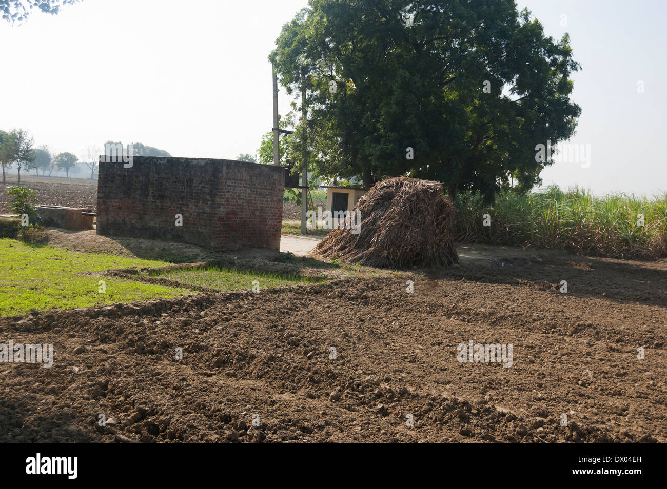 Indiano campo agricolo di canna da zucchero Foto Stock