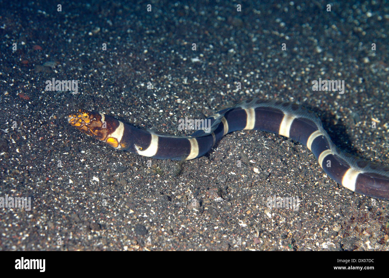 Napoleone Snake Anguilla, Ophichthus bonaparti, nuoto su sabbia nera. Noto anche come clown Snake Anguilla. Tulamben, Bali, Indonesia Foto Stock