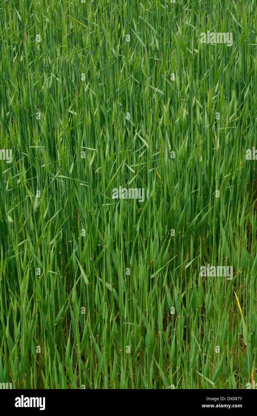 Campi verdi di Inghilterra concetto. La rapida crescita di raccolto di cereali. Foto Stock