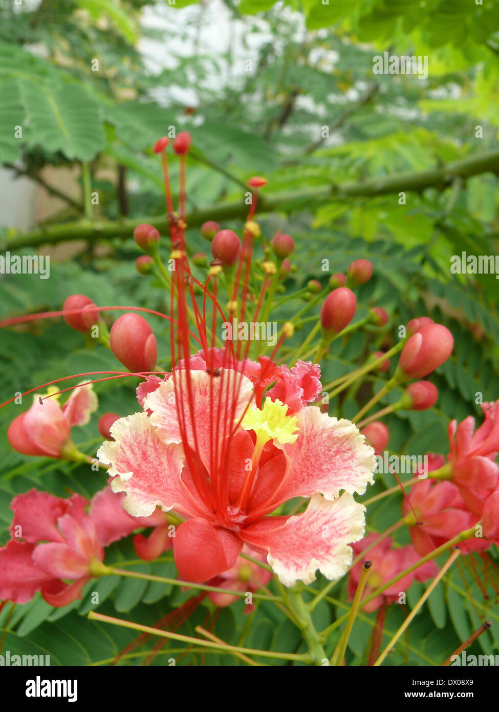 Caesalpinia pulcherrima, Peacock Flower Foto Stock