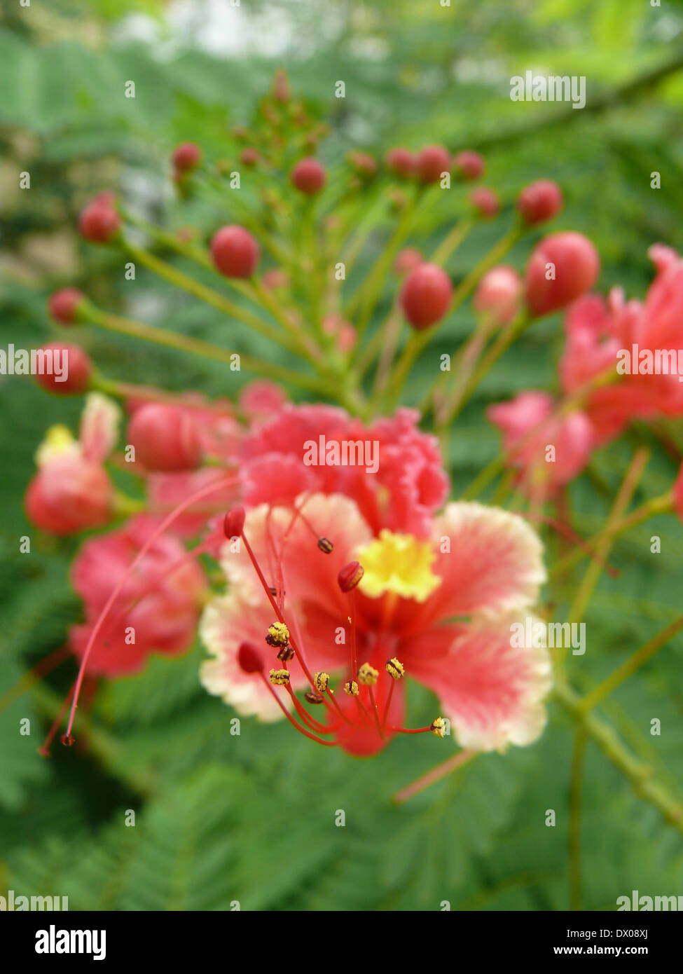 Caesalpinia pulcherrima, Peacock Flower Foto Stock