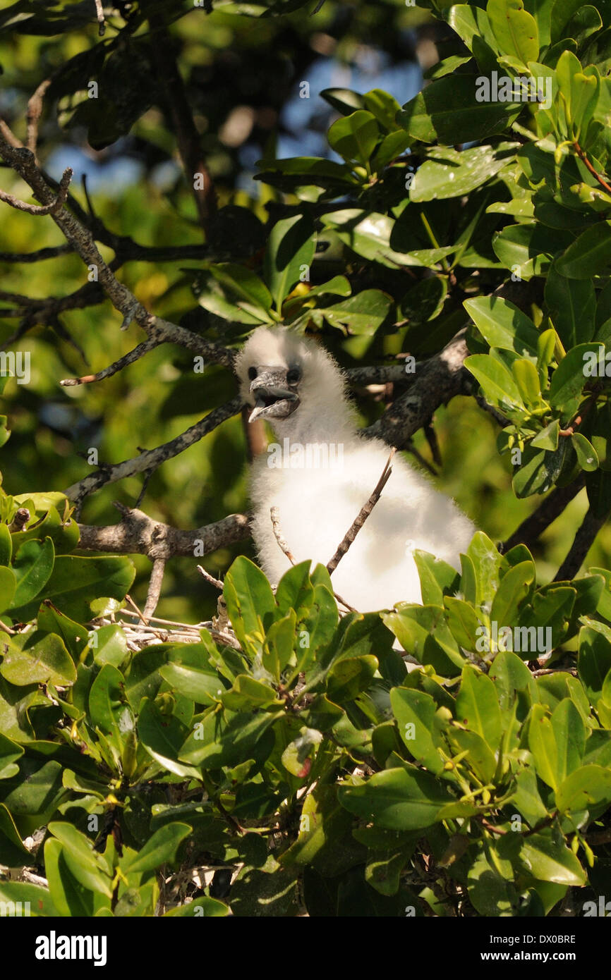 Pulcino di red footed booby, (sula sula), sull'albero, arcipelago di los Roques PARCO NAZIONALE Foto Stock