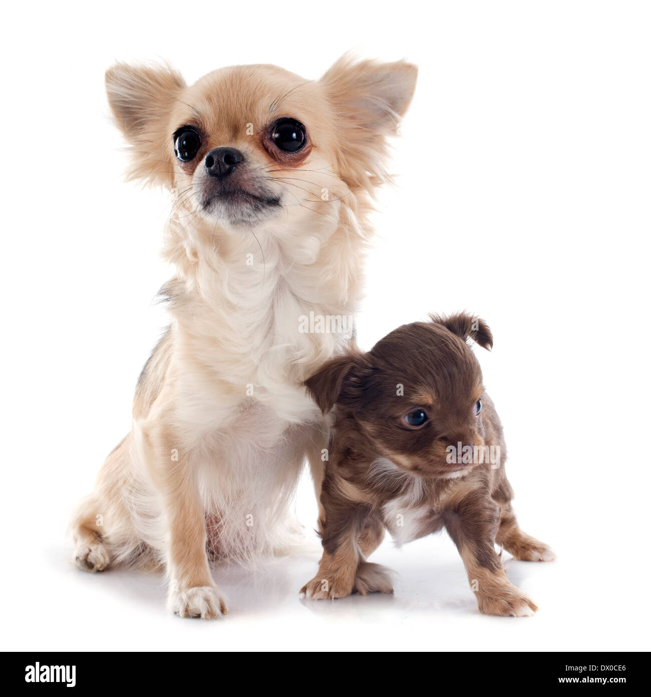 Cucciolo di chihuahua e adulto di fronte a uno sfondo bianco Foto Stock