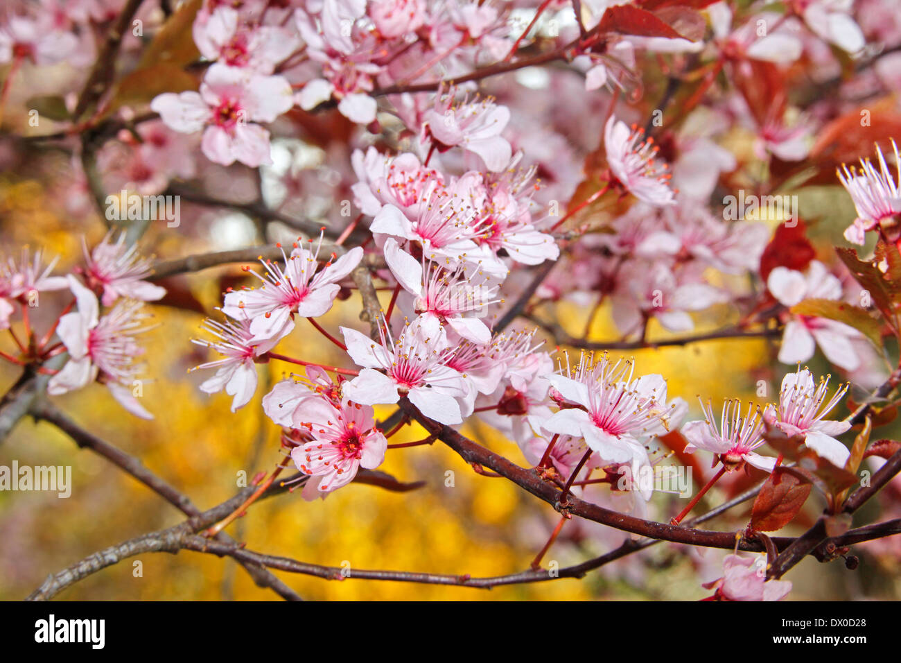 Prunus Tree fiori in primavera Foto Stock