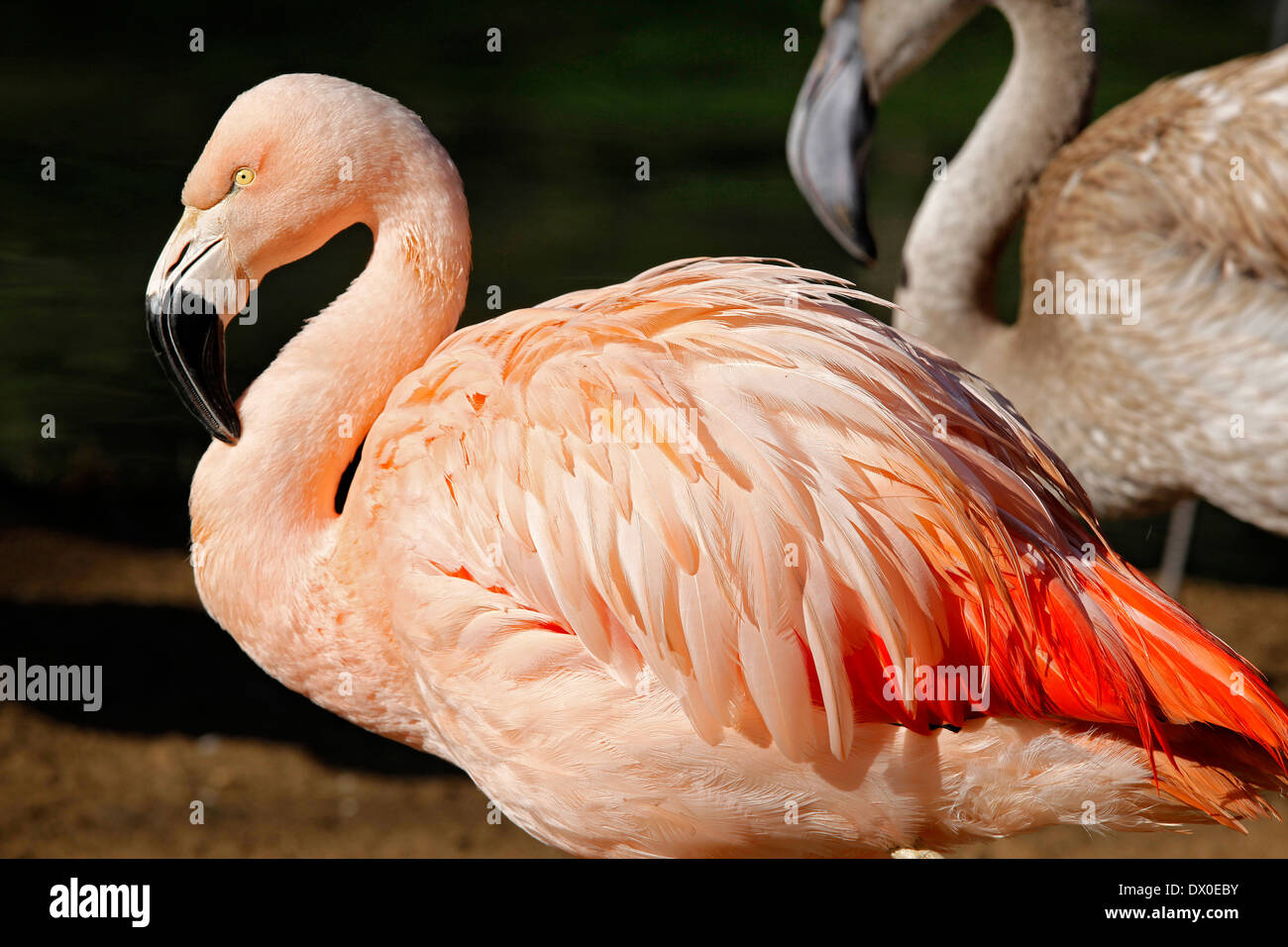 Flamingo cileni (Phoenicopterus chilensis) bel rosso e piume roseate Foto Stock