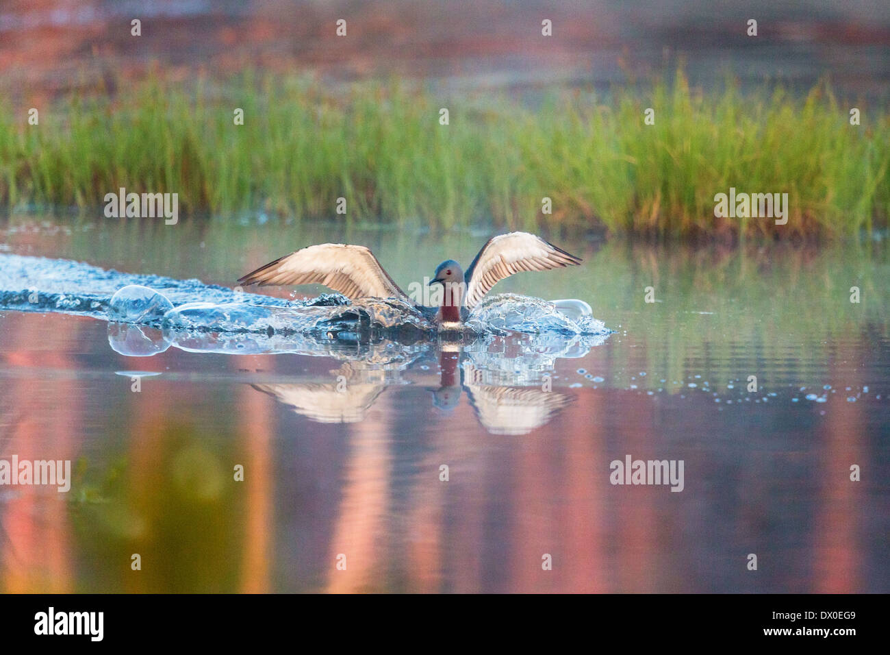 Red throated loon sbarco nel lago Foto Stock