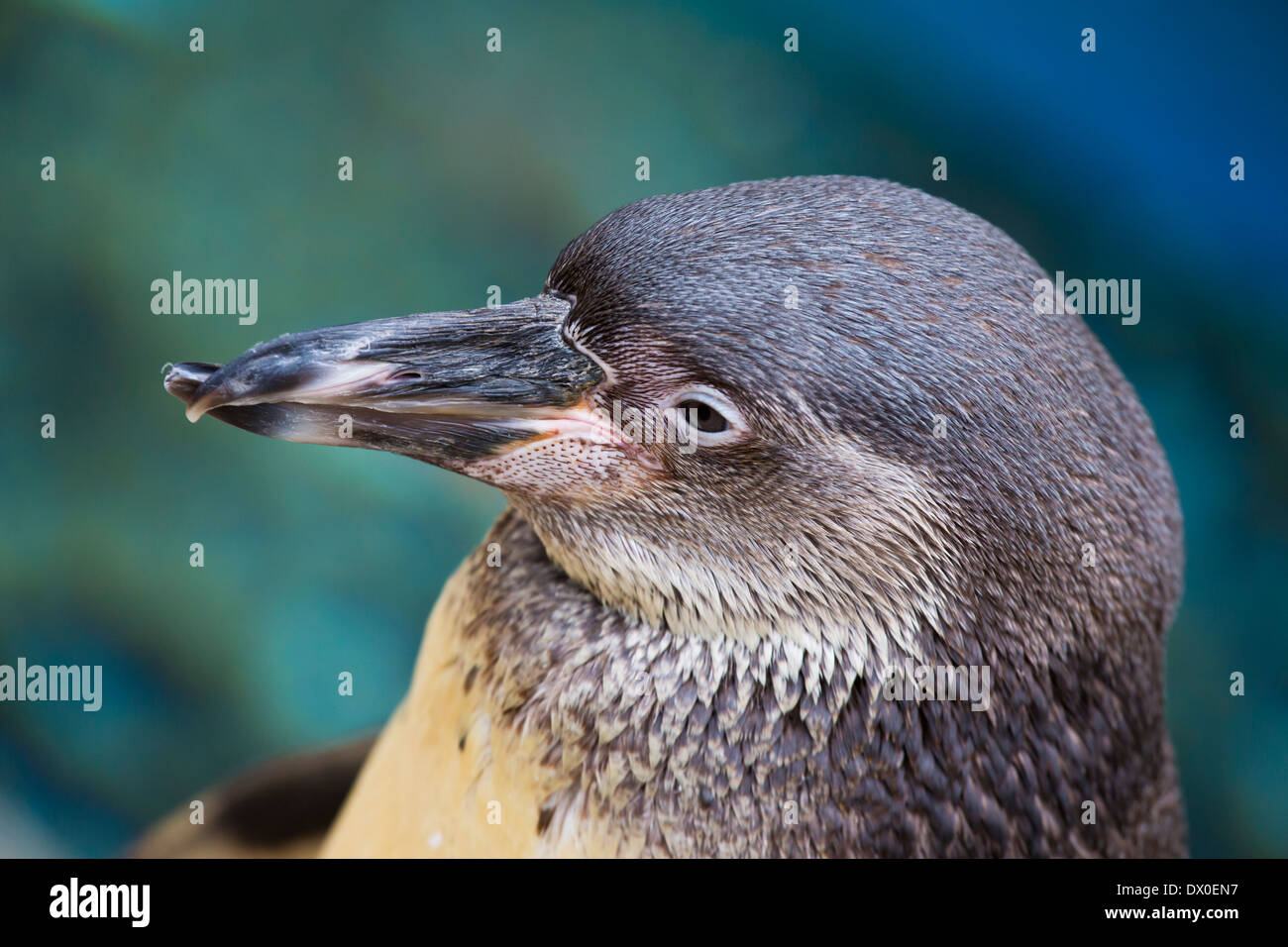 Pinguini Humboldt Foto Stock