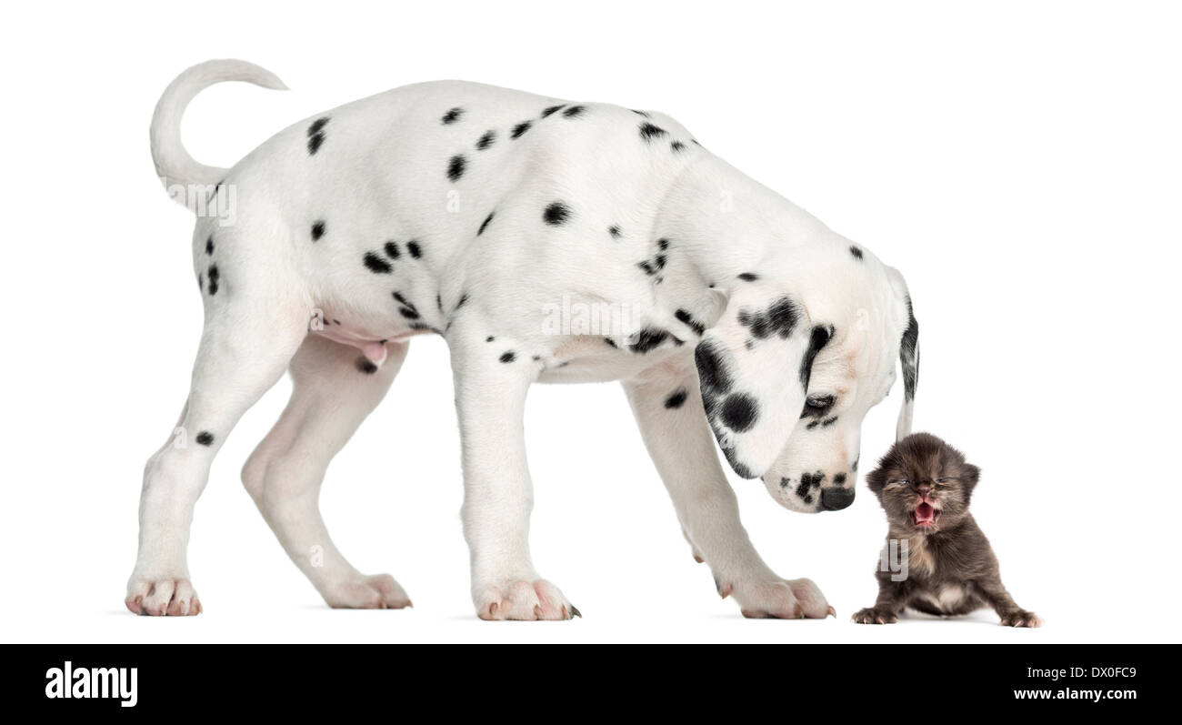 Vista laterale di un cucciolo dalmata sniffing un gattino meowing davanti a uno sfondo bianco Foto Stock