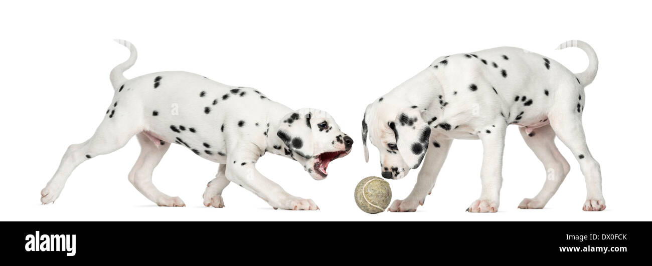 Cuccioli dalmata giocare insieme con una palla da tennis contro uno sfondo bianco Foto Stock