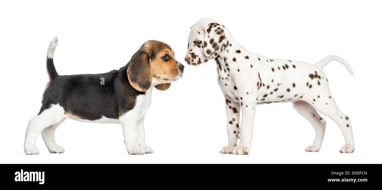 Vista laterale della Dalmazia e cuccioli di Beagle conoscere ogni altra contro uno sfondo bianco Foto Stock
