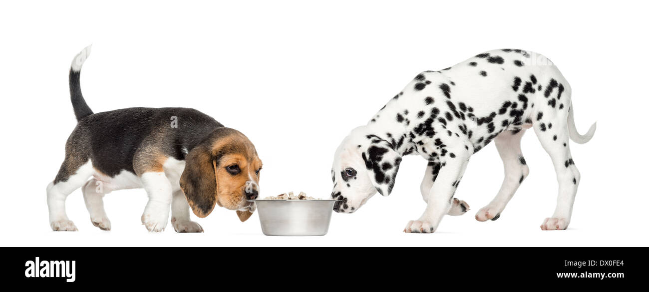 Beagle e cuccioli dalmata sniffing una ciotola contro uno sfondo bianco Foto Stock