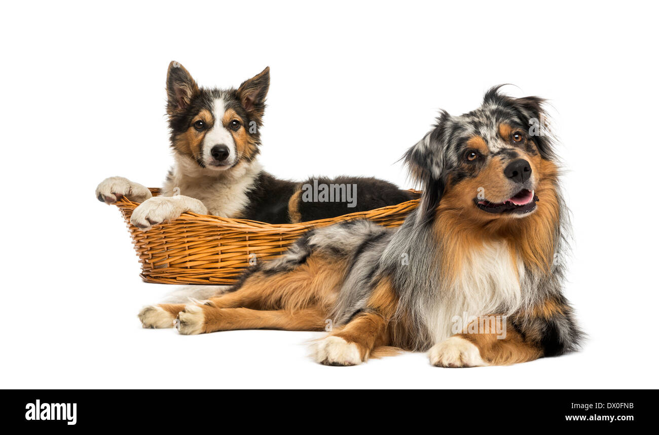 Border Collie e Australian Shepherd sdraiato contro uno sfondo bianco Foto Stock