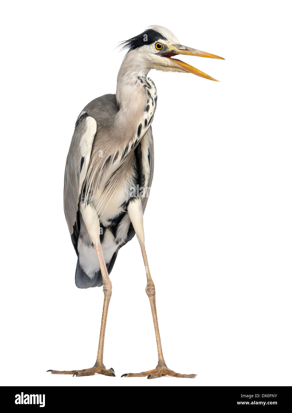 Arrabbiato airone cenerino standing, urlando, Ardea cinerea, 5 anni, contro uno sfondo bianco Foto Stock