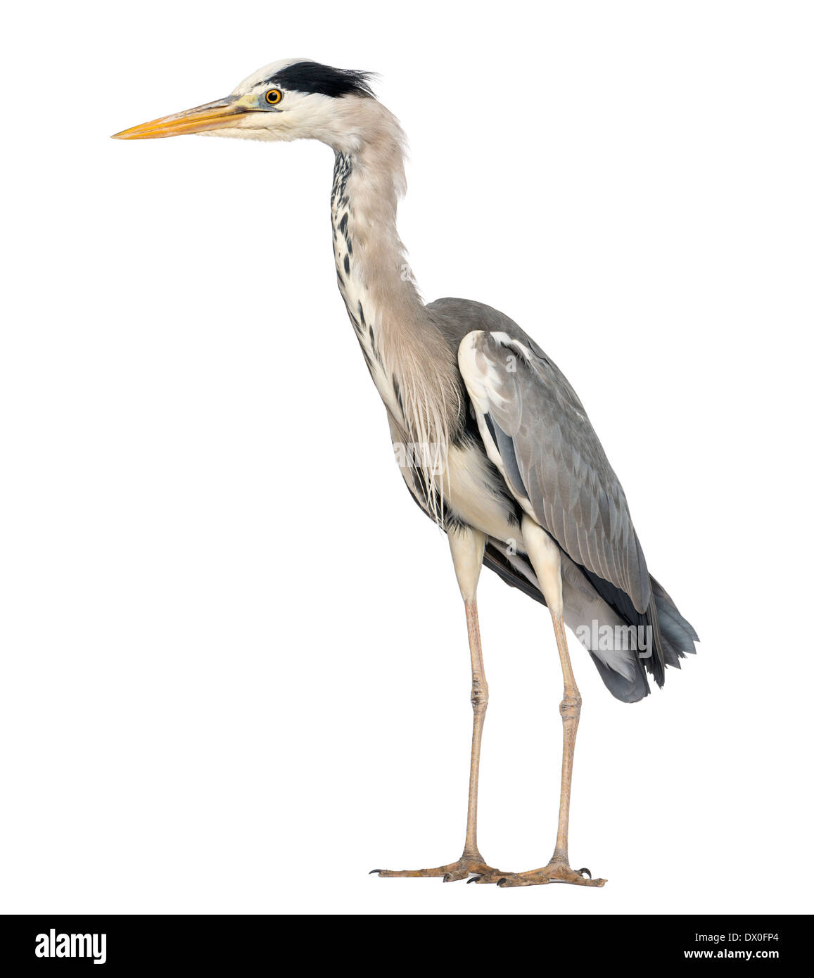 Vista laterale di un airone cenerino standing, Ardea cinerea, 5 anni, contro uno sfondo bianco Foto Stock