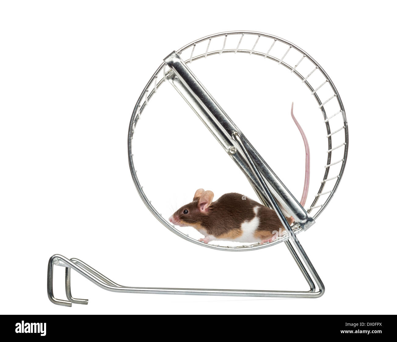 Vista laterale di un comune mouse house in esecuzione in una ruota, Mus musculus, di fronte a uno sfondo bianco Foto Stock