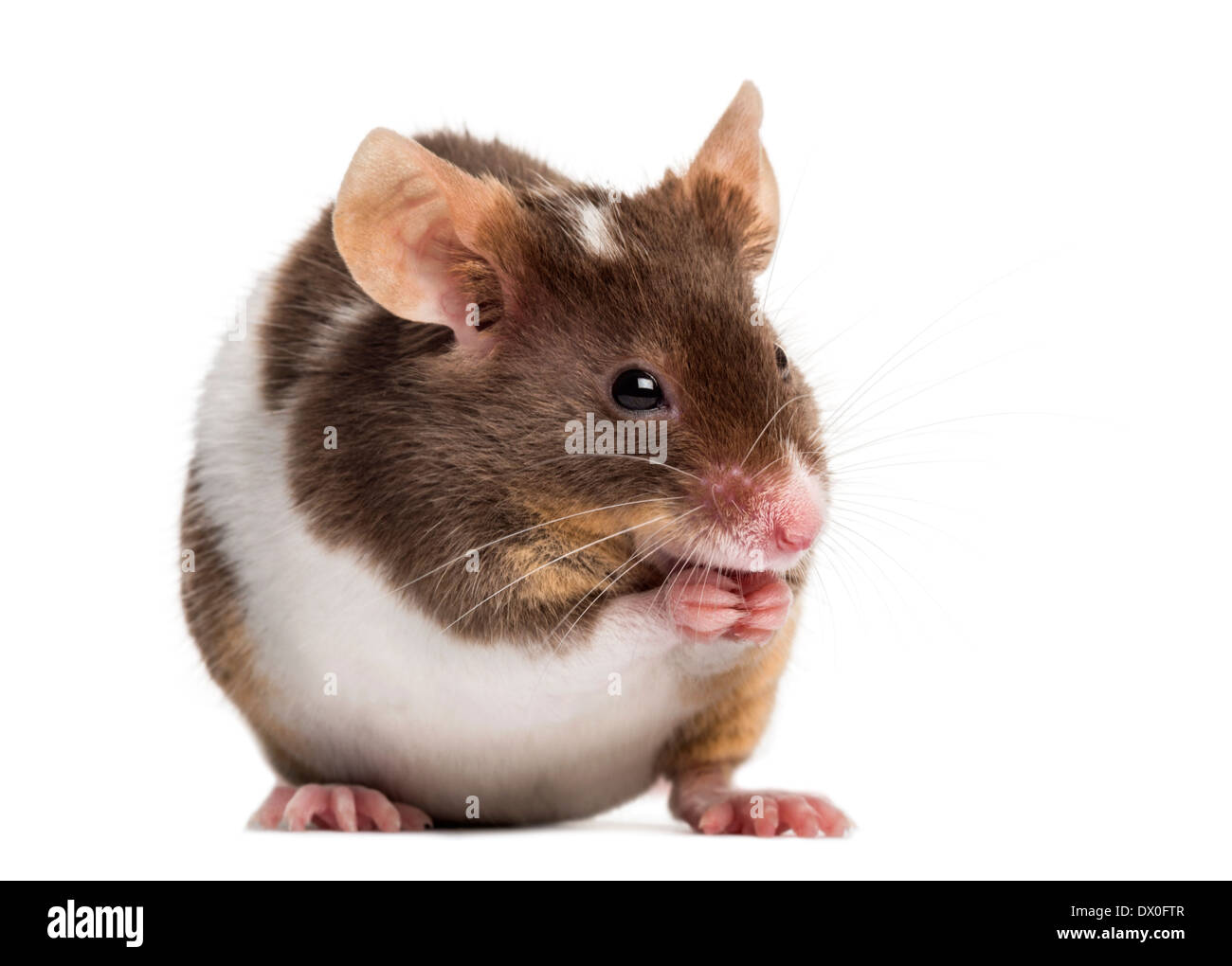 Casa comune mouse, Mus musculus, di fronte a uno sfondo bianco Foto Stock