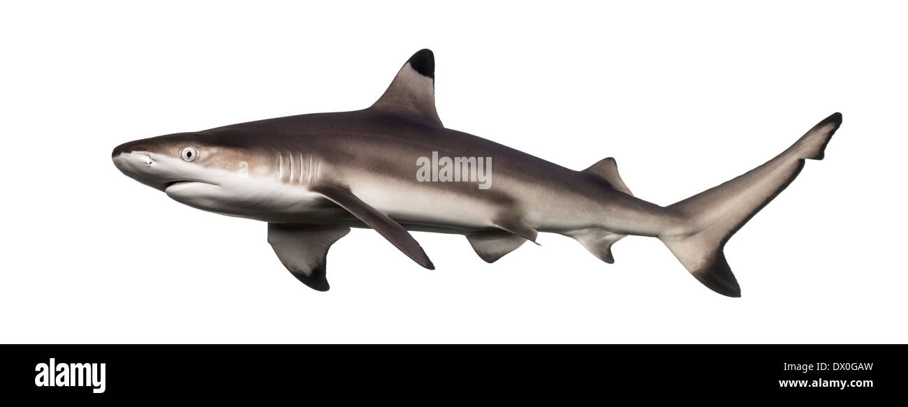 Vista di lato di una scogliera di Blacktip shark Carcharhinus melanopterus, contro uno sfondo bianco Foto Stock