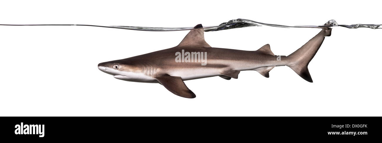 Blacktip reef shark nuoto sott'acqua linea, Carcharhinus melanopterus, contro uno sfondo bianco Foto Stock