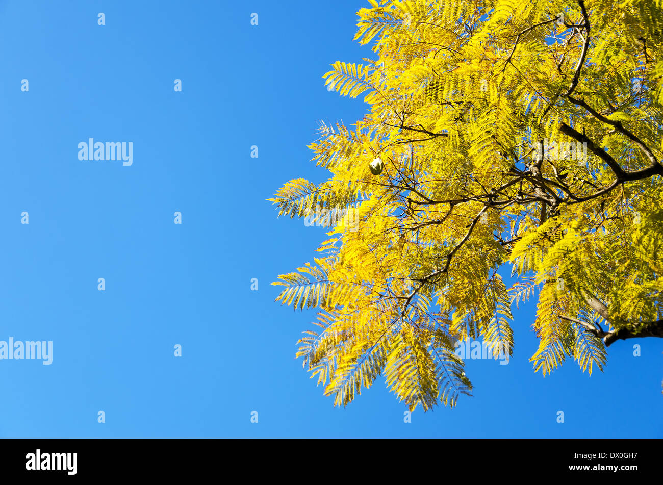 Foglie di colore giallastro su un albero contro un bel cielo azzurro Foto Stock
