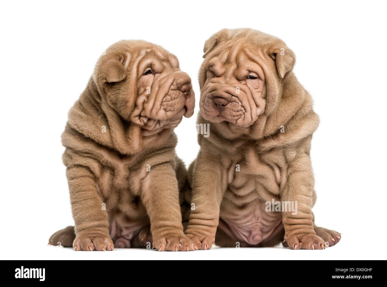 Due Shar Pei cuccioli seduti insieme contro uno sfondo bianco Foto Stock