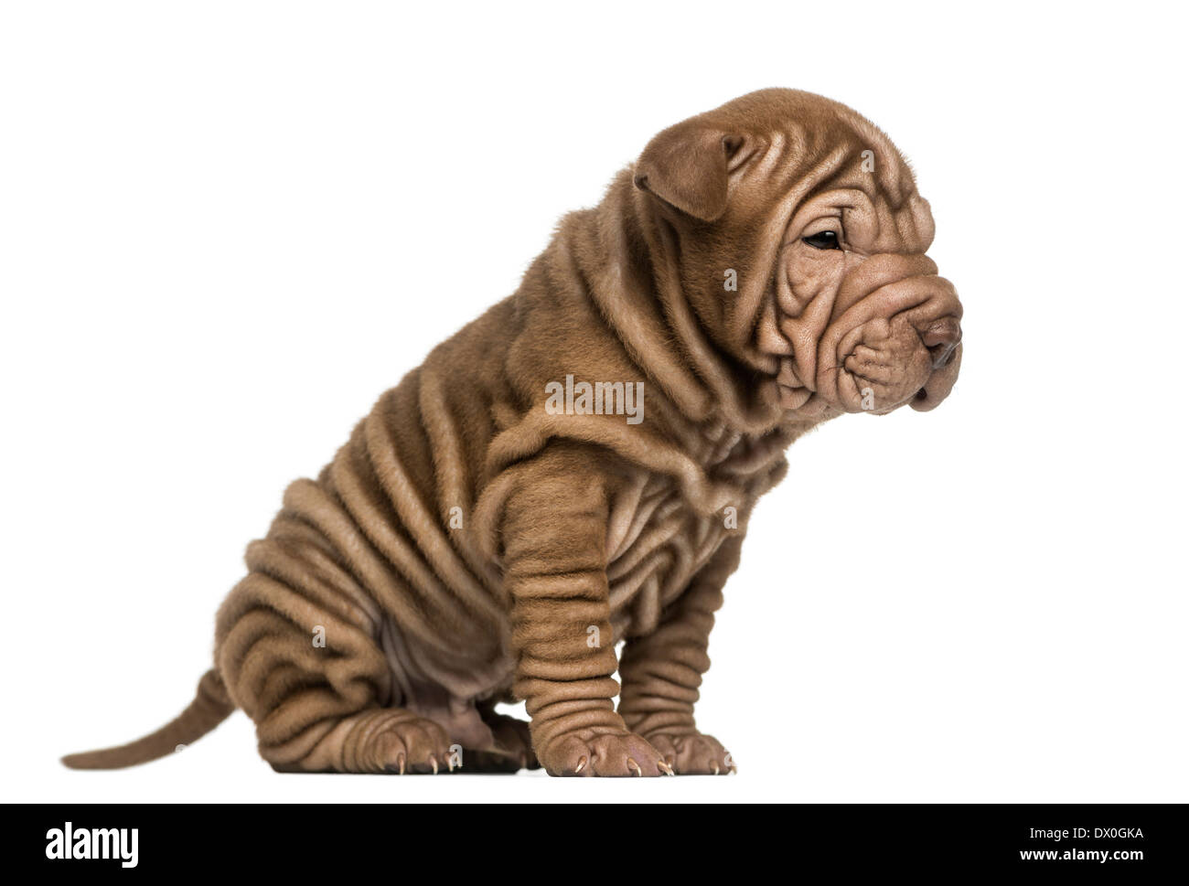 Shar Pei cucciolo seduto contro uno sfondo bianco Foto Stock