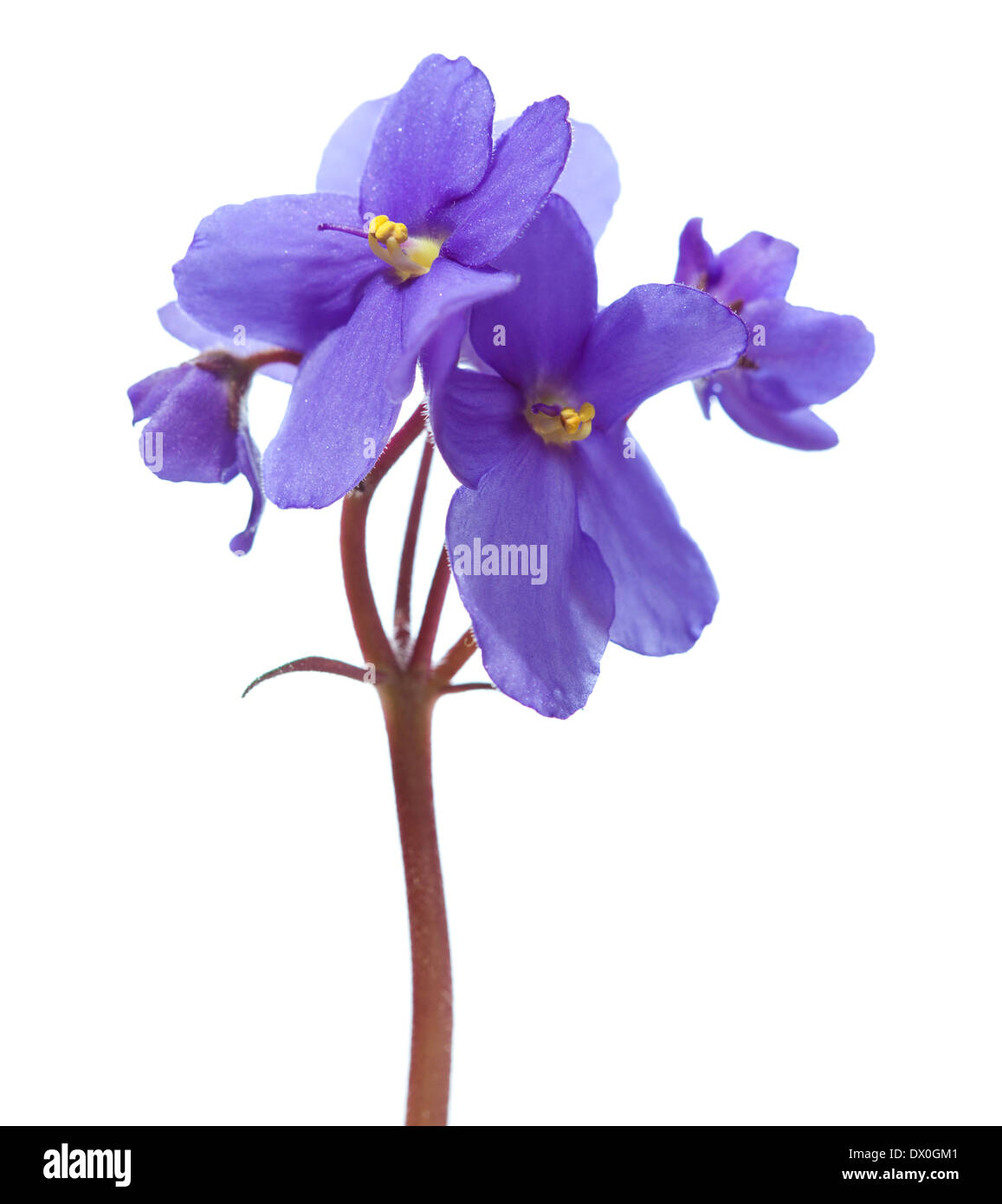 Cluster di aprire saintpaulia fiori isolati su bianco Foto Stock