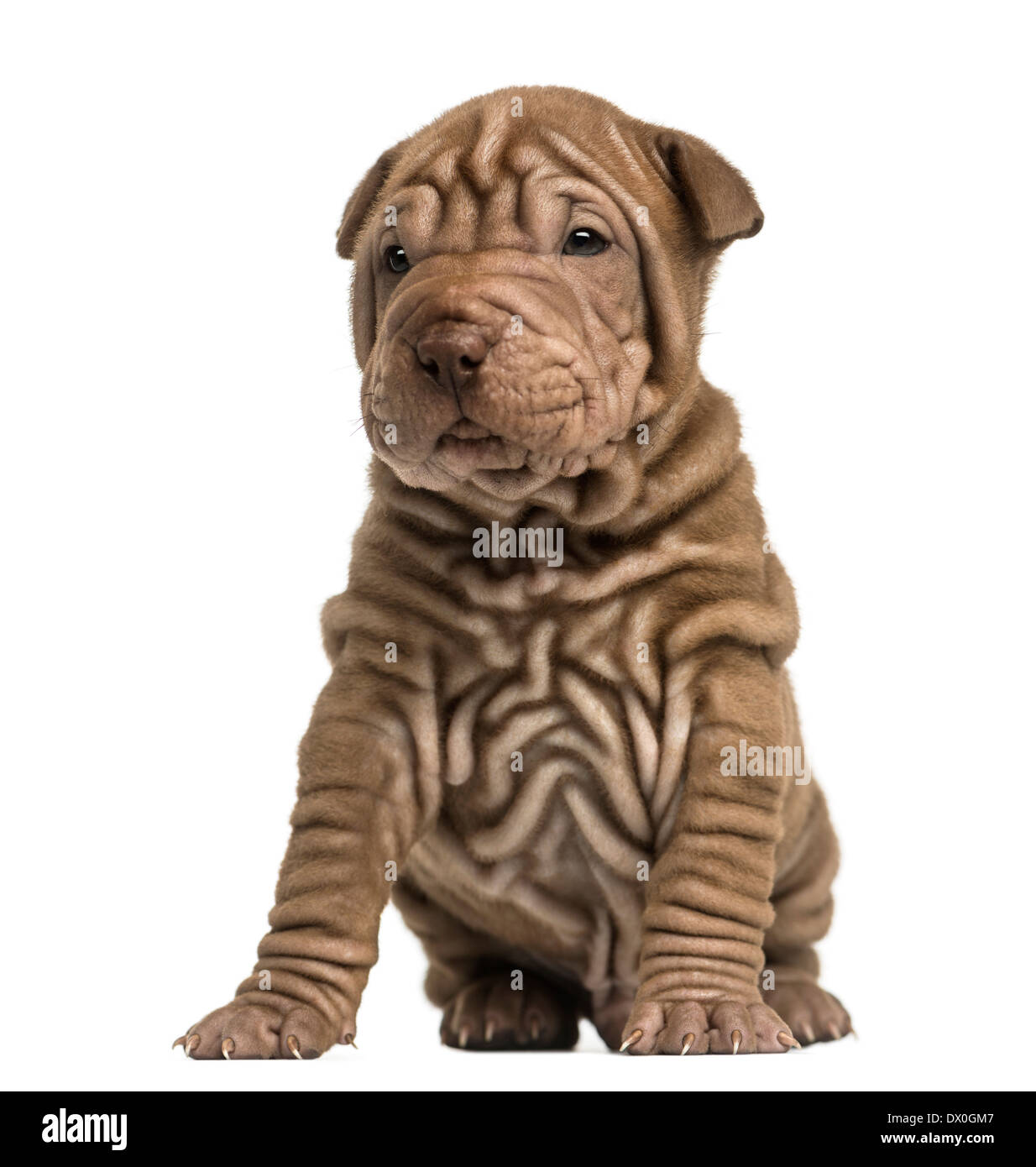 Shar Pei cucciolo seduto contro uno sfondo bianco Foto Stock
