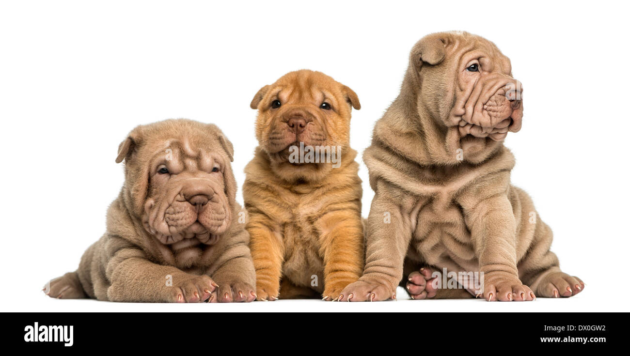 Vista frontale di Shar Pei cuccioli seduti in una fila contro uno sfondo bianco Foto Stock