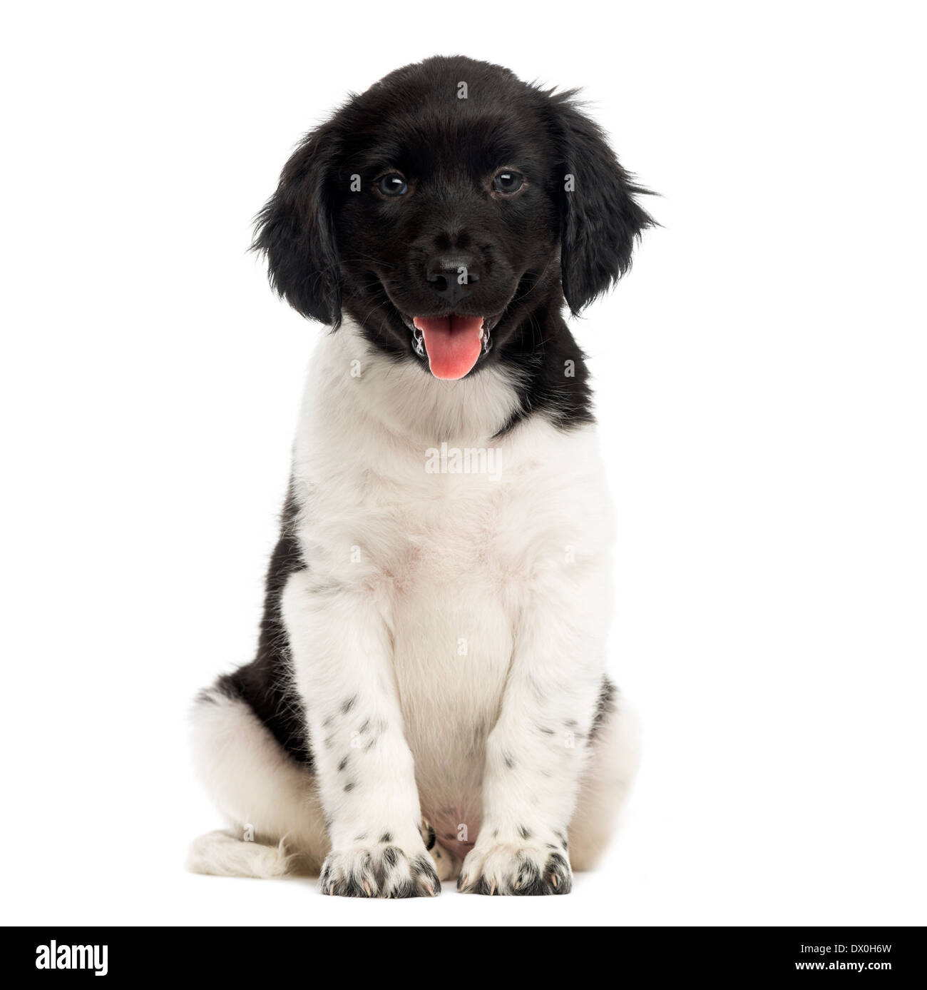 Stabyhoun cucciolo seduta, ansimando, guardando la telecamera, contro uno sfondo bianco Foto Stock