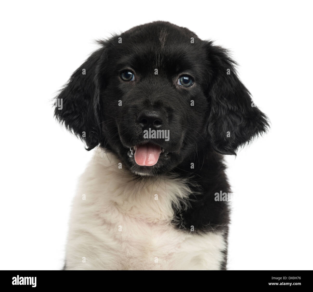 Close-up di un cucciolo Stabyhoun affacciata, guardando la telecamera contro uno sfondo bianco Foto Stock