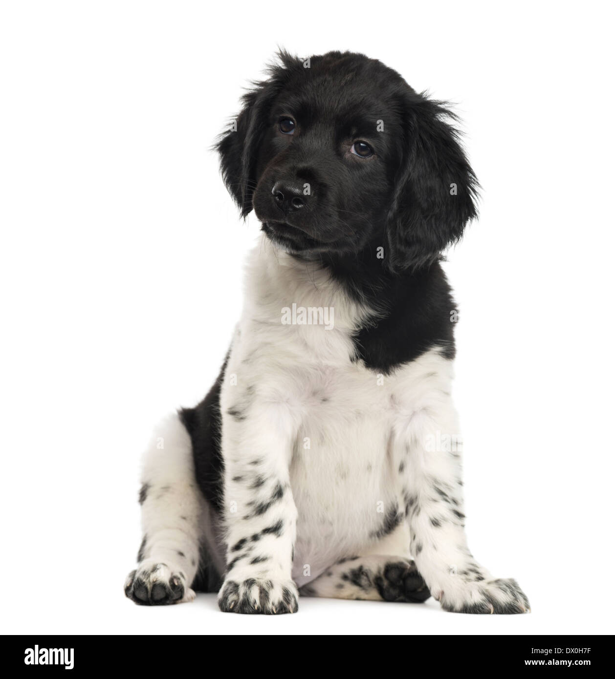 Stabyhoun cucciolo seduto contro uno sfondo bianco Foto Stock
