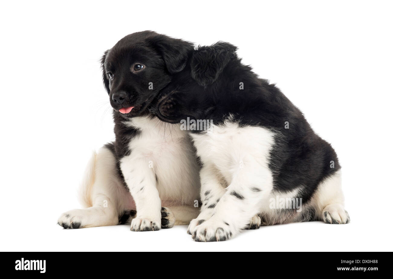 Due Cuccioli Stabyhoun cuddling insieme contro uno sfondo bianco Foto Stock