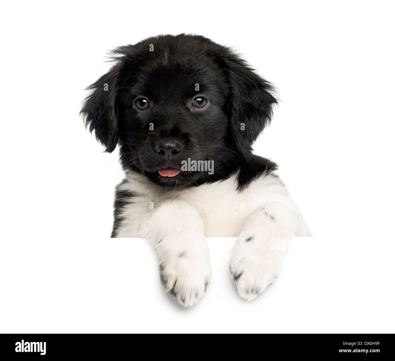 Close-up di un cucciolo Stabyhoun, poggiando su una lavagna bianca, guardando la telecamera, contro uno sfondo bianco Foto Stock