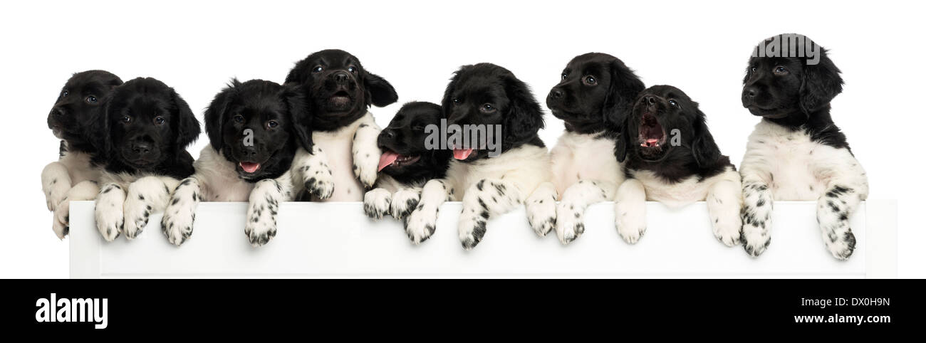 Pack di Stabyhoun cuccioli appoggiata su una lavagna bianca, contro uno sfondo bianco Foto Stock