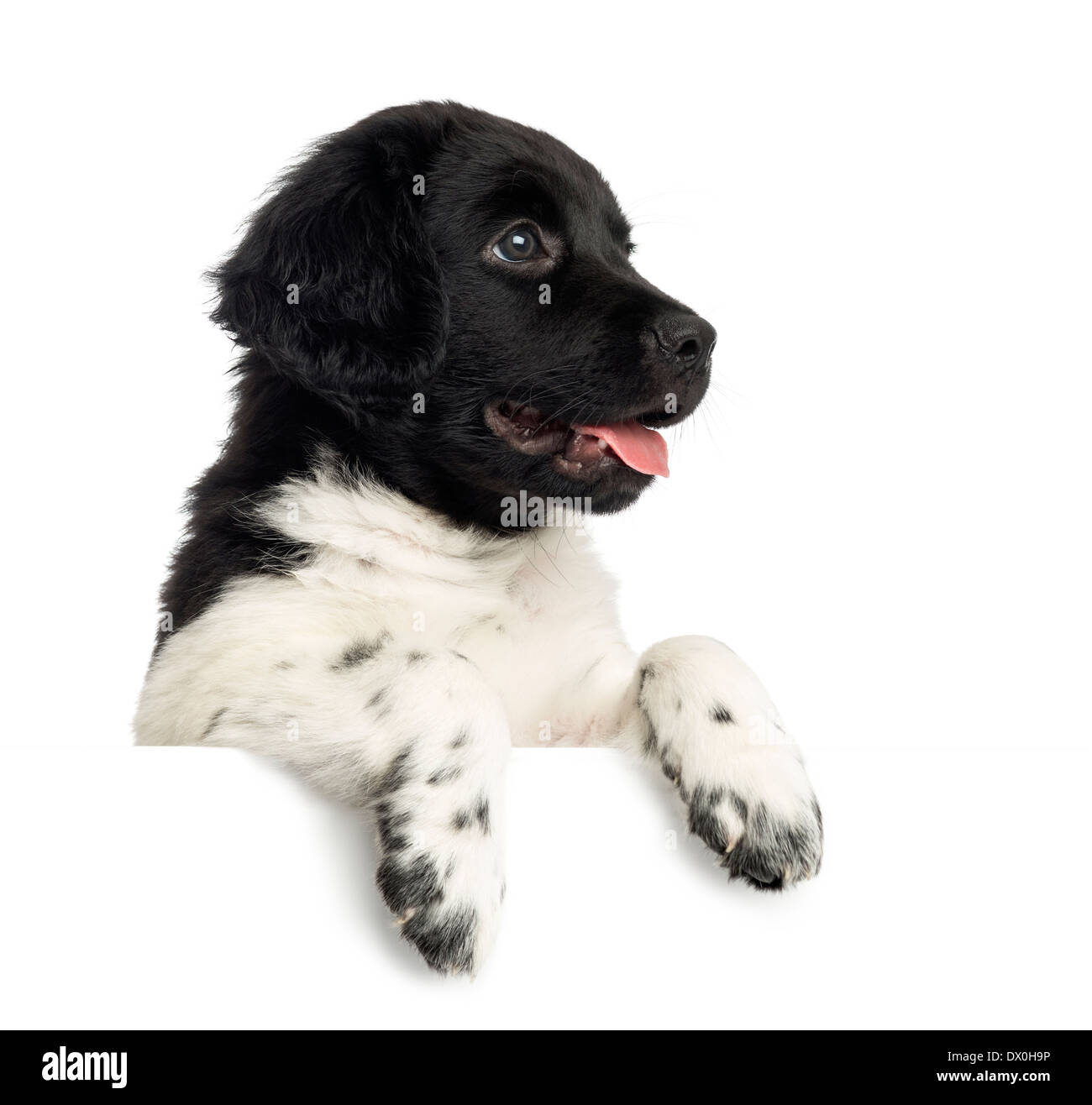 Close-up di un cucciolo Stabyhoun ansimando, poggiando su una lavagna bianca, contro uno sfondo bianco Foto Stock