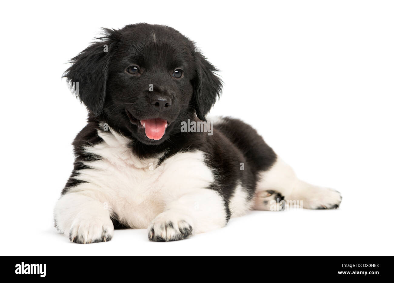 Stabyhoun cucciolo sdraiato, ansimando, contro uno sfondo bianco Foto Stock