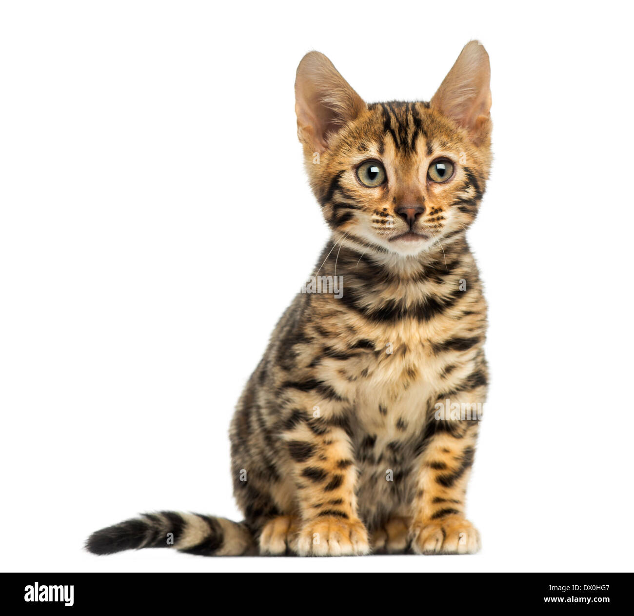 Vista frontale di un bengal gattino seduto, 3 mesi di età, di fronte a uno sfondo bianco Foto Stock