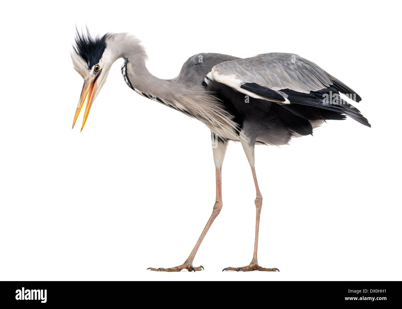 Vista laterale di un airone cenerino sbattimenti le sue ali, Ardea cinerea, contro uno sfondo bianco Foto Stock