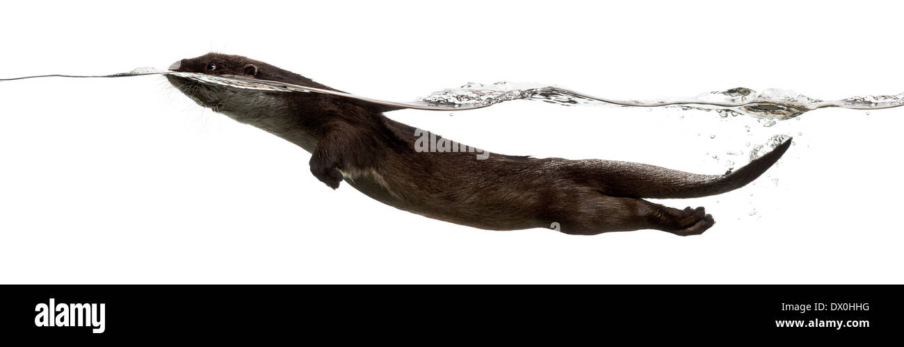 Vista laterale di una lontra europea nuoto alla superficie dell'acqua, Lutra lutra, contro uno sfondo bianco Foto Stock
