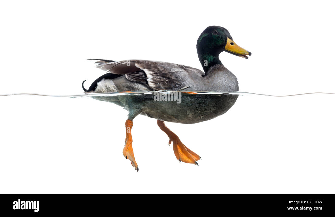 Vista laterale di un Germano Reale galleggianti sull'acqua, Anas platyrhynchos, contro uno sfondo bianco Foto Stock