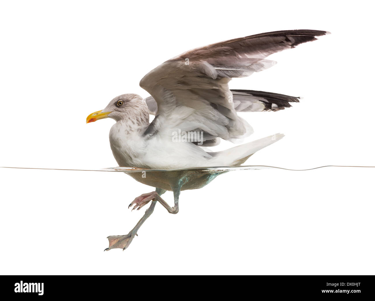 Vista laterale di un Europeo Aringa Gull lo sbarco sull'acqua, Larus argentatus, contro uno sfondo bianco Foto Stock