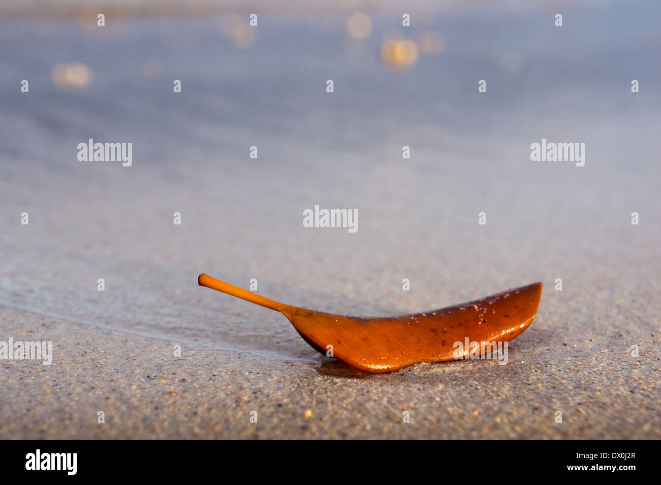 Texture, foglia secca sulla spiaggia, isole Gili, Indonesia Foto Stock