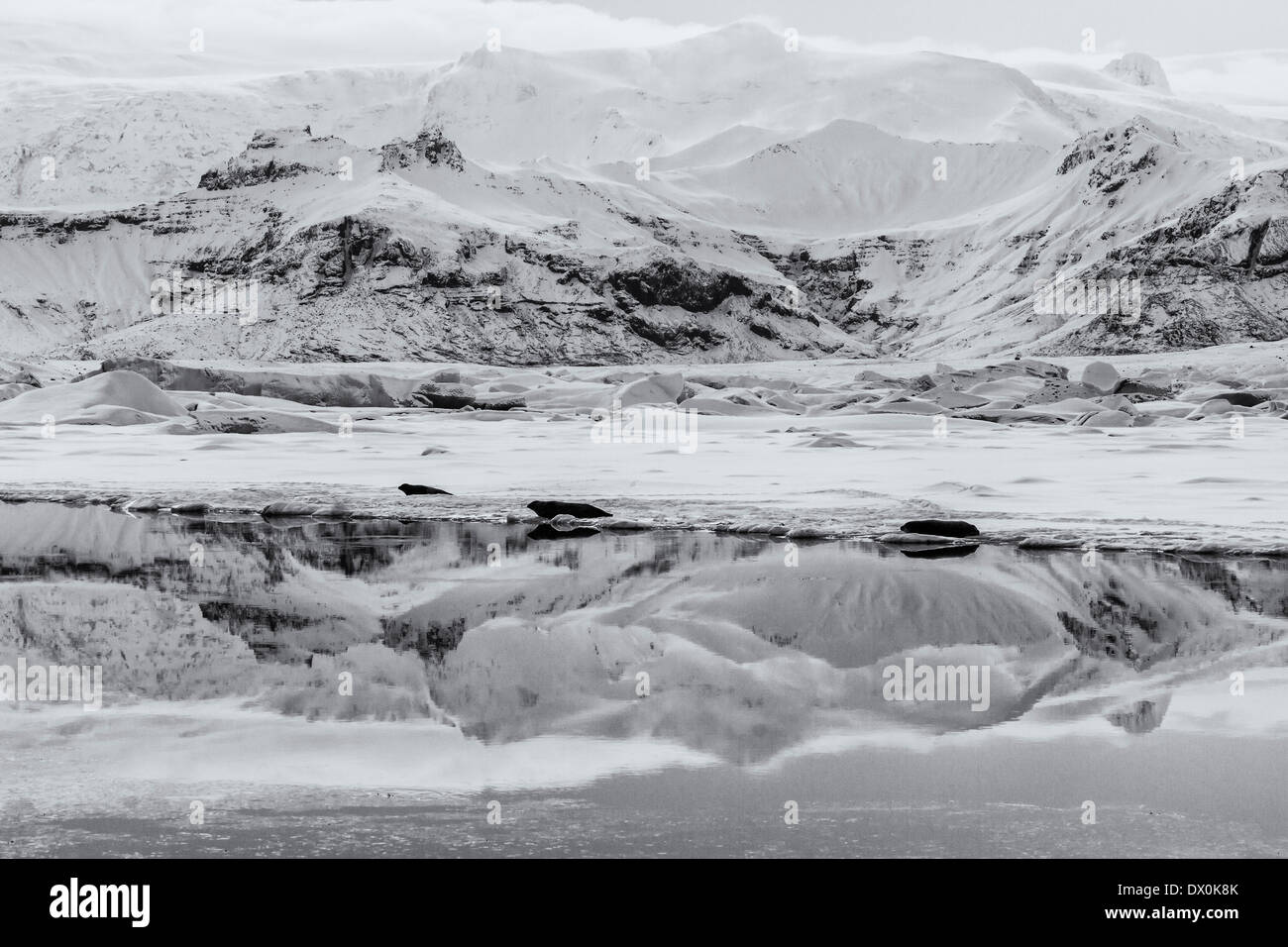 Guarnizioni di tenuta in prossimità della lingua del ghiacciaio Breidamerkurjokull e montagne si riflette nel gelido Jokulsarlon laguna glaciale - In bianco e nero Foto Stock