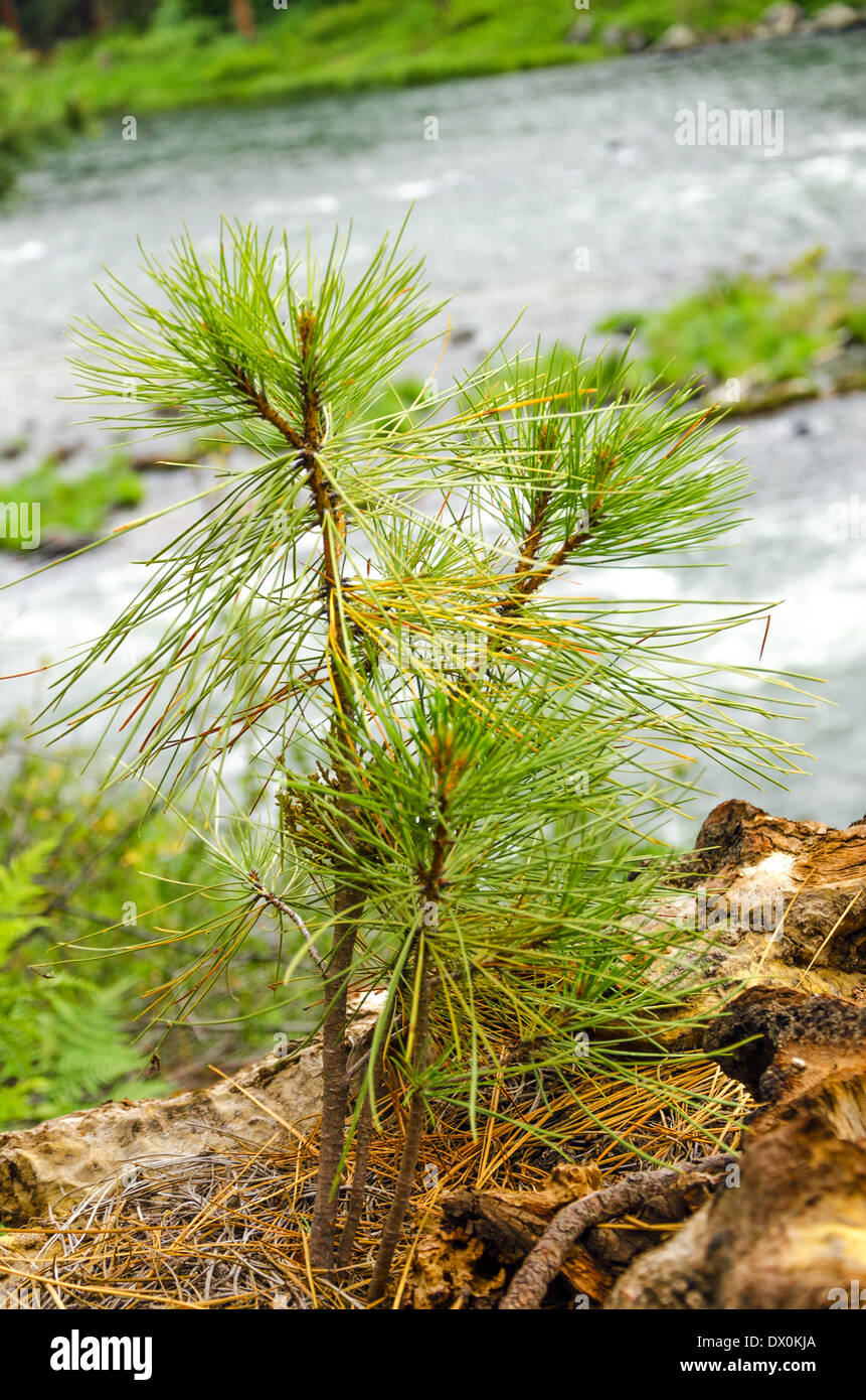 Piccolo pino alberello che cresce in una foresta Foto Stock
