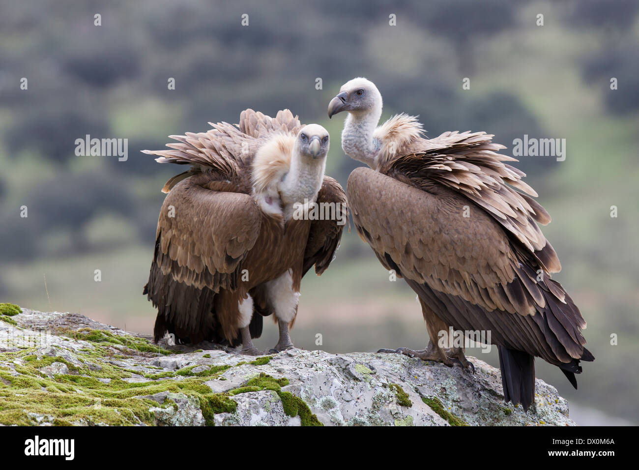 Grifone, Gänsegeier, Gyps fulvus, coppia in area di allevamento, Monfragüe National Park, Estremadura, Spagna Foto Stock