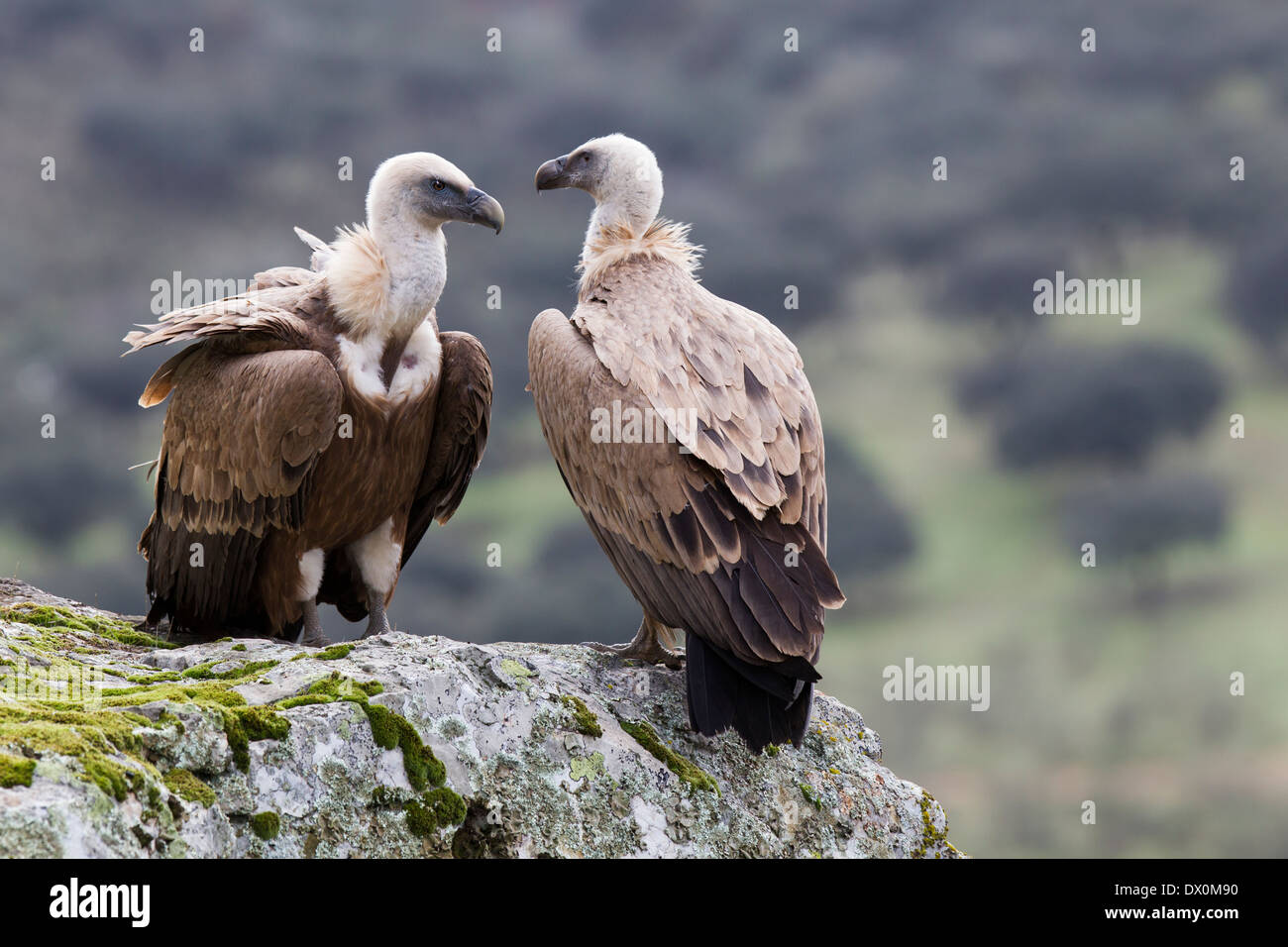Grifone, Gänsegeier, Gyps fulvus, coppia in area di allevamento, Monfragüe National Park, Estremadura, Spagna Foto Stock