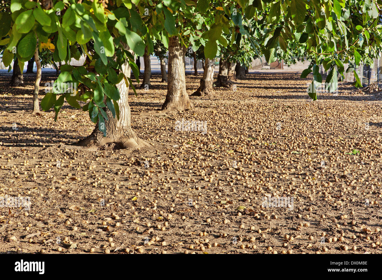 Coppia caduti noci inglese pre-vendemmia 'Juglans regia". Foto Stock