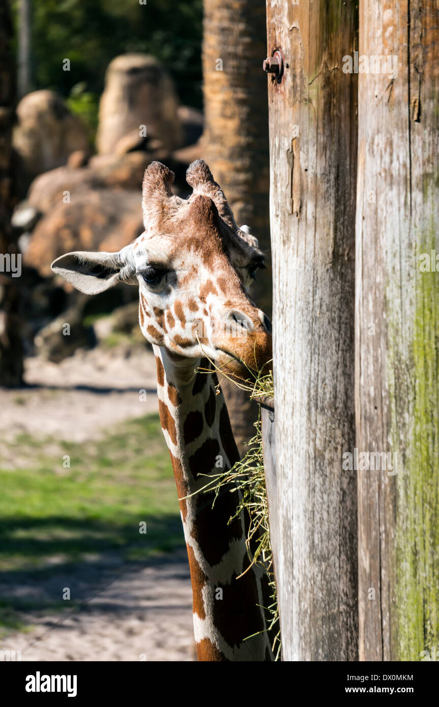 Africa occidentale (giraffa camelopardalis giraffa), un anche-toed ungulato mammifero e più grande di mangiare di ruminanti. Foto Stock