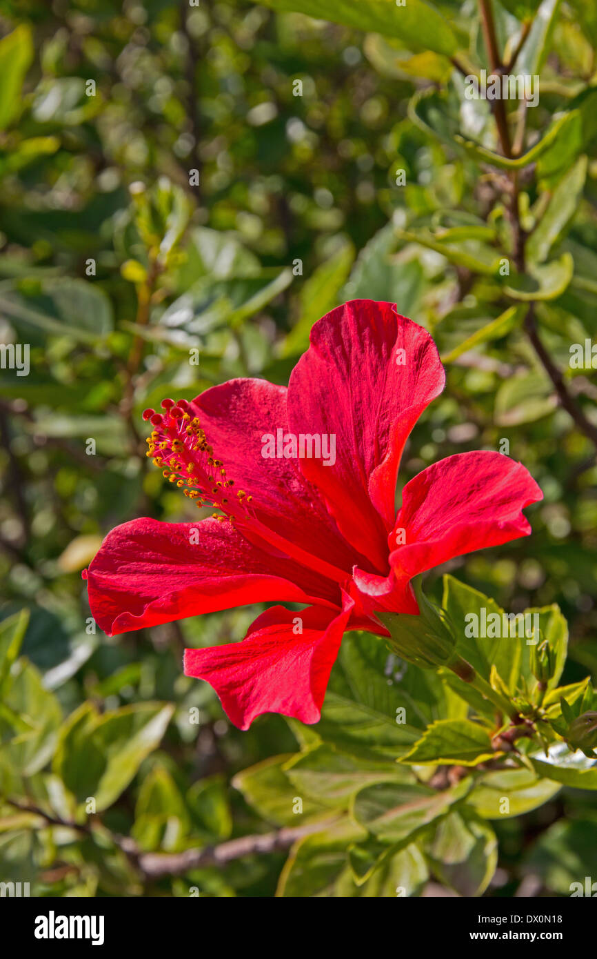 Rosso di fiori di ibisco Foto Stock